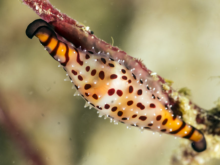 Phenacovolva barbieri